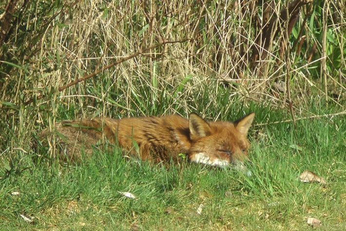 The view from the Once Bitten.... edit suite - a sleepy urban fox!